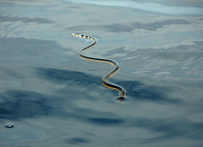 一条黑背海蛇在哥斯达黎加杜尔塞湾口的海面上休息。 PHOTOGRAPH BY BROOKE BESSESEN
