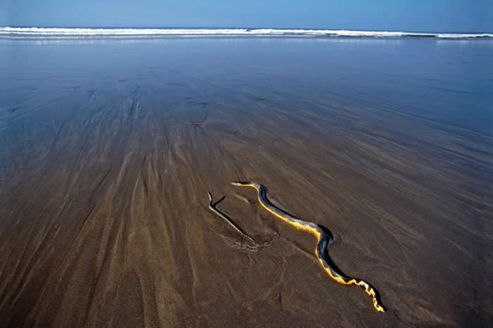 黑背海蛇很少会上岸。 这条母蛇被冲上海滩，然后产下幼蛇。它们以某种方式在海里找到淡水。 PHOTOGRAPH BY ADRIAN HEPWORTH, ALAMY