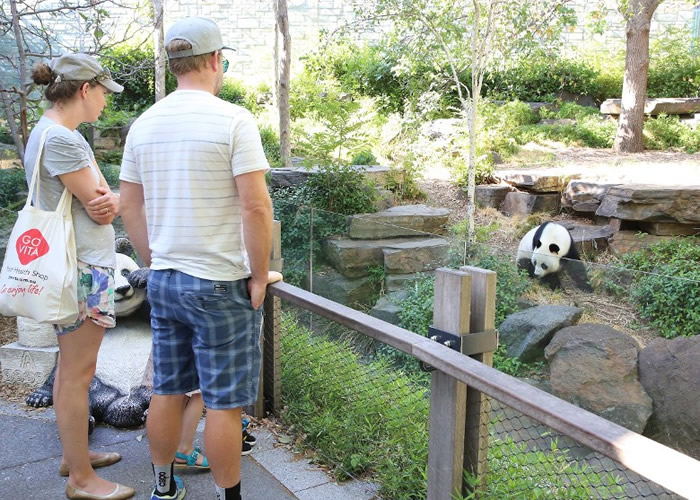 澳洲阿德莱德动物园向中国租借的大熊猫深受欢迎 望延长租借期