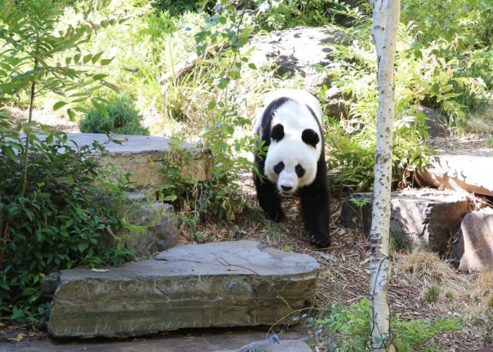 澳洲阿德莱德动物园向中国租借的大熊猫深受欢迎 望延长租借期