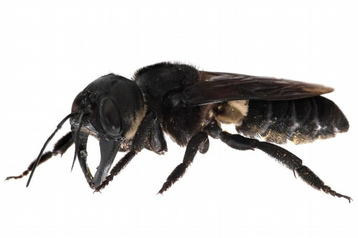 华莱士巨蜂具有6.3公分长的翼展与几乎跟锹形虫一样的大颚，牠们用大颚舀起树脂并铺在巢穴里。 PHOTOGRAPH BY CLAY BOL