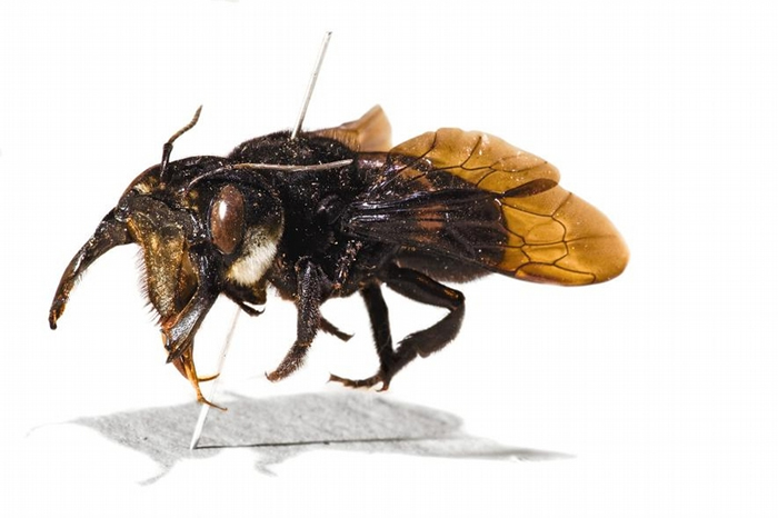 阿尔弗雷德． 罗素． 华莱士采集的华莱士巨蜂原始标本。 PHOTOGRAPH BY ROBERT CLARK, NAT GEO IMAGE COLLECTION