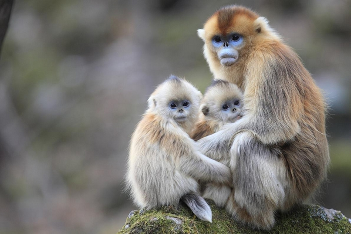 新研究发现，在中国秦岭山出没的川金丝猴会照顾其他猴子的小孩。 PHOTOGRAPH BY CYRIL RUOSO, MINDEN PICTURES