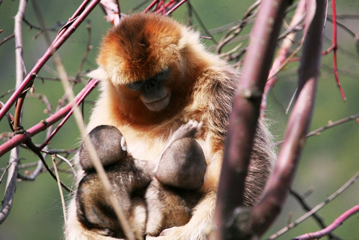 中国的研究员在研究这些猴子好几年后，才发现一名母亲同时哺乳两名幼猴的现象。 同时，他们也才意识到异母哺乳的行为在这个物种中非常普遍。 PHOTOGRAPH BY