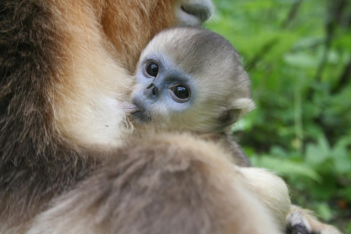 研究人员断定：异母哺乳让幼猴在冬天更有生存优势。 PHOTOGRAPH BY ZUOFU XIANG