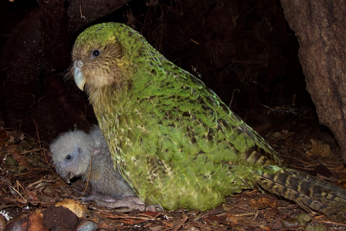 在新西兰科德菲什岛（Codfish island，毛利语为Whenua Hou），一只雌性鸮鹦鹉与牠的幼鸟坐在一起。 这些特别的鹦鹉是无法飞行的夜行性动物，而且