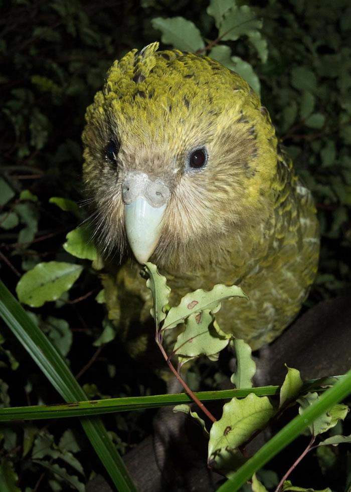 鸮鹦鹉已被转移到新西兰外海三座无掠食者的岛上，但随着2019年被订为繁殖季创纪录的一年，它们可能很快就需要新的领地。 PHOTOGRAPH BY ANDREW