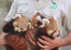 保育组织作红娘 澳洲新省动物园罕有诞小熊猫三胞胎