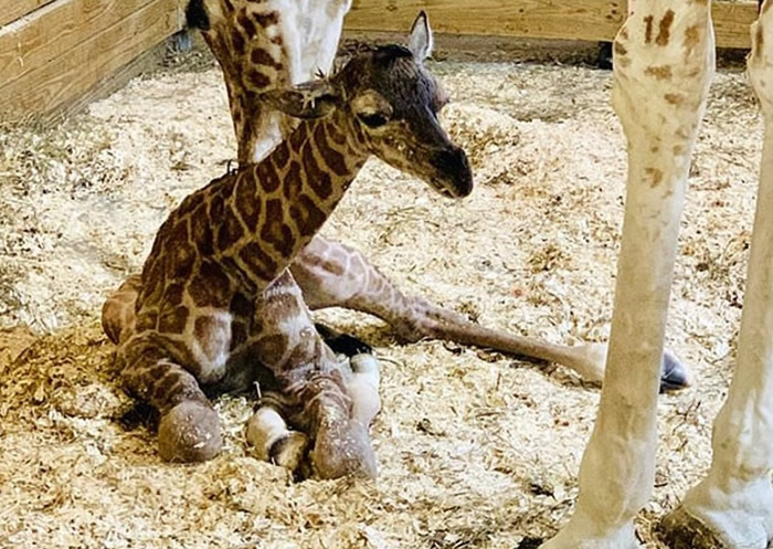长颈鹿出生后数小时已可步行。