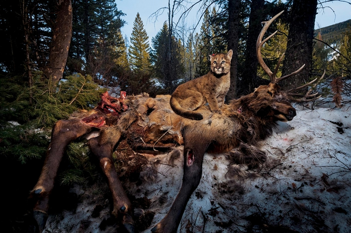 在黄石地区，一只昵称是「来福」（Lucky）的四月龄美洲狮（cougar）幼崽坐在一头麋鹿（elk）的尸体上。 PHOTOGRAPH BY STEVE WINT