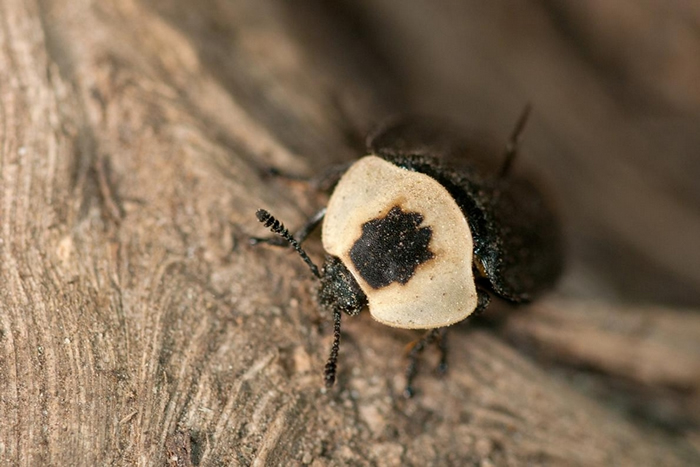 美洲埋葬虫在腐肉中产卵。 PHOTOGRAPH BY DARLYNE A. MURAWSKI, NAT GEO IMAGE COLLECTION