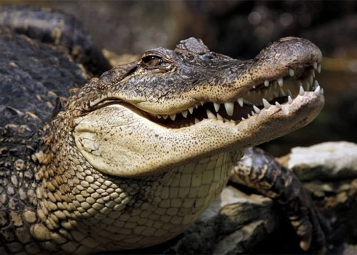 由祖龙演化而来的鳄鱼和鸟类同样可以听到高频率声音