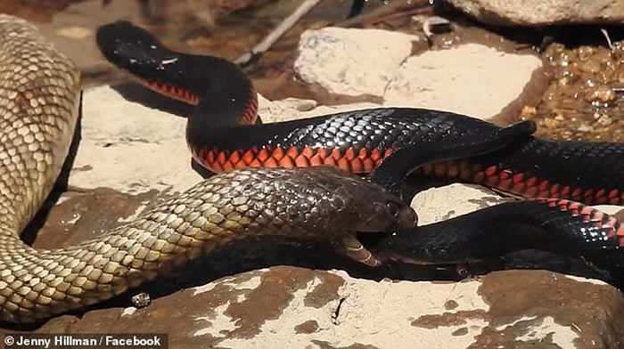 澳洲女子在昆士兰州波兰甸塞文河附近散步发现红腹伊澳蛇和蓝腹伊澳蛇激烈厮杀