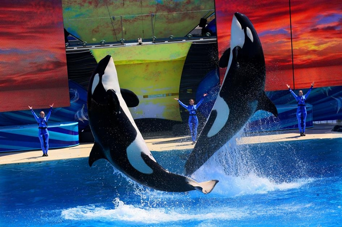 2014年，虎鲸在圣地亚哥海洋世界表演。 这些哺乳动物非常聪明，在野外能游极长距离。 数十年来，研究记录了虎鲸在圈养环境下出现的压力相关行为。 PHOTOGRA