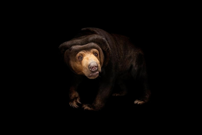 「表情模仿」向来被认为是人类与大猩猩的专属绝技，不过马来熊显然也精于此道。 PHOTOGRAPH BY JOEL SARTORE, NATIONAL GEOGR