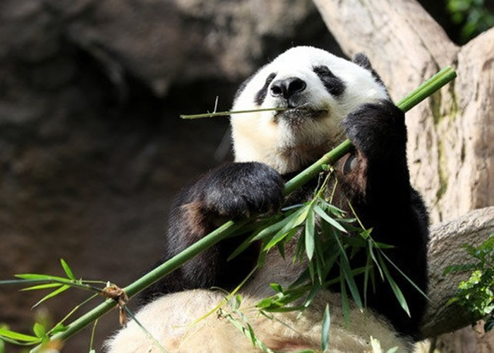 在美国圣迭戈动物园生活23年的雌性大熊猫“白云”将回中国养老