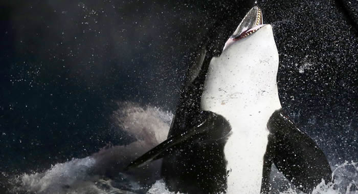 连大白鲨都害怕的猛兽——虎鲸