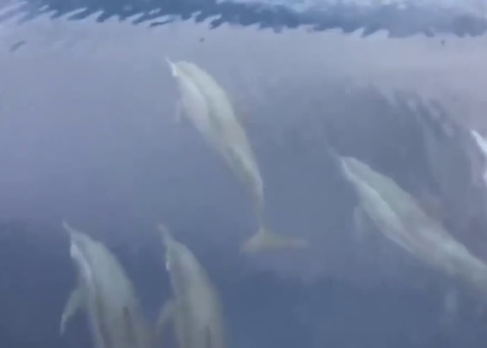 泰国攀牙府斯米兰群岛海域有逾100只海豚现身