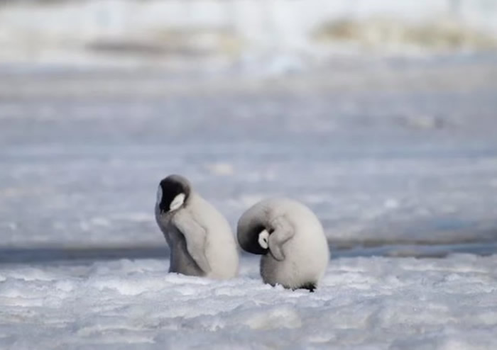 未长出羽毛的皇帝企鹅雏鸟尚未可游泳。
