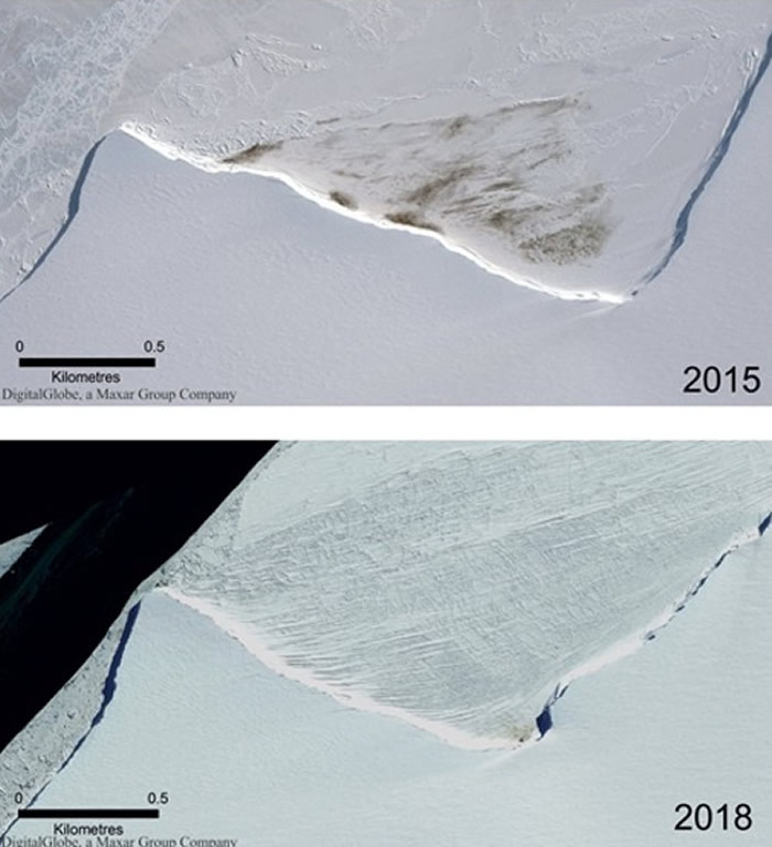 卫星图像显示，皇帝企鹅在哈雷湾留下的粪便（棕点）大减。