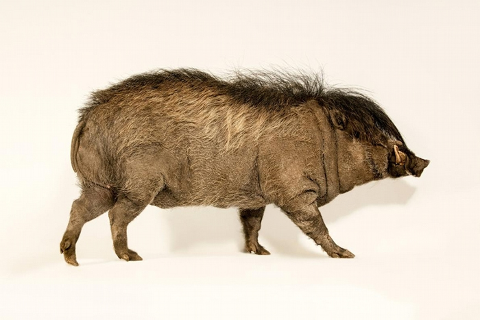 公卷毛野猪（Visayan warty pig）每年都会长出让母猪难以抗拒的松软鬃毛。 PHOTOGRAPH BY JOEL SARTORE, NATIONAL