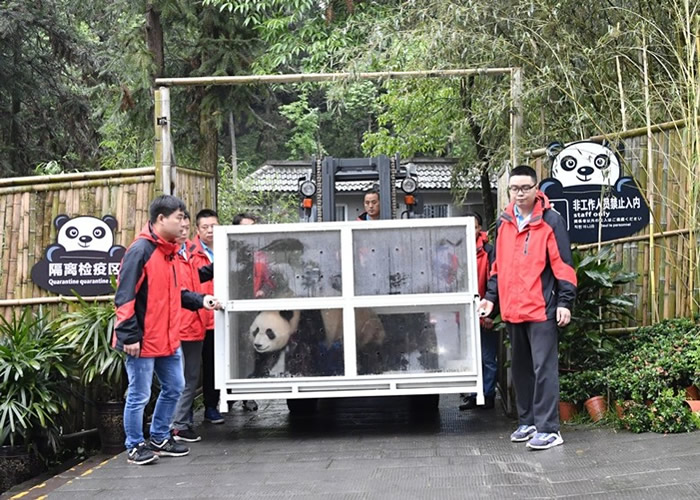 大熊猫如意和丁丁启程前赴俄罗斯。