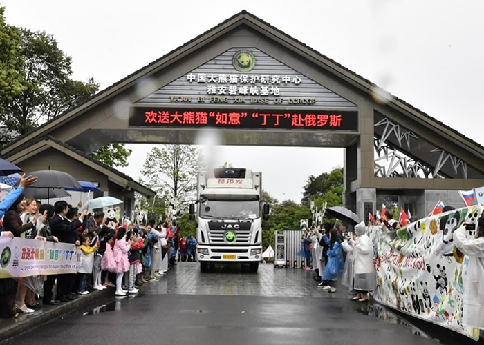 运载大熊猫的专车从雅安碧峰峡基地出发到机场。