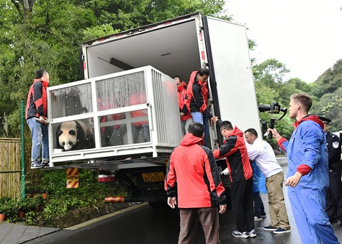工作人员小心翼翼将大熊猫移送上专车。