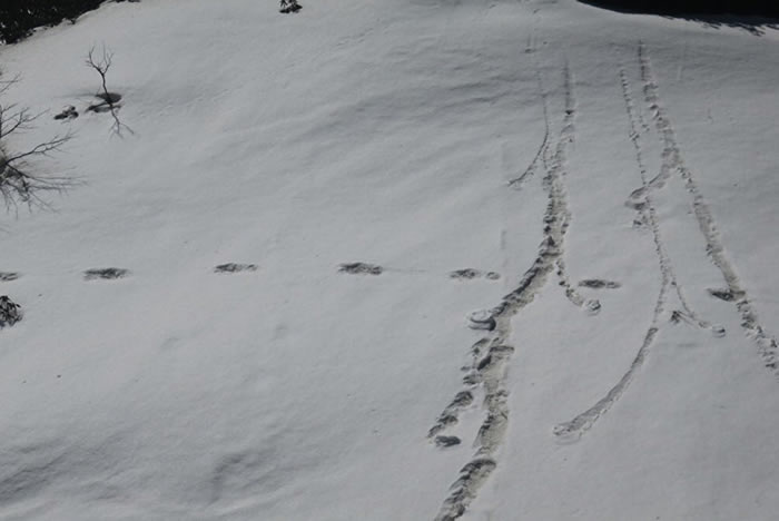 印度军队称在喜马拉雅山脉马卡鲁峰发现“大脚怪”雪人大脚印