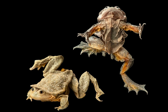 的的喀喀湖蛙因为可以制作成一种称为「青蛙汁」的壮阳饮料，因此常被盗猎，极度濒危。 PHOTOGRAPH BY JOEL SARTORE, NATIONAL GE