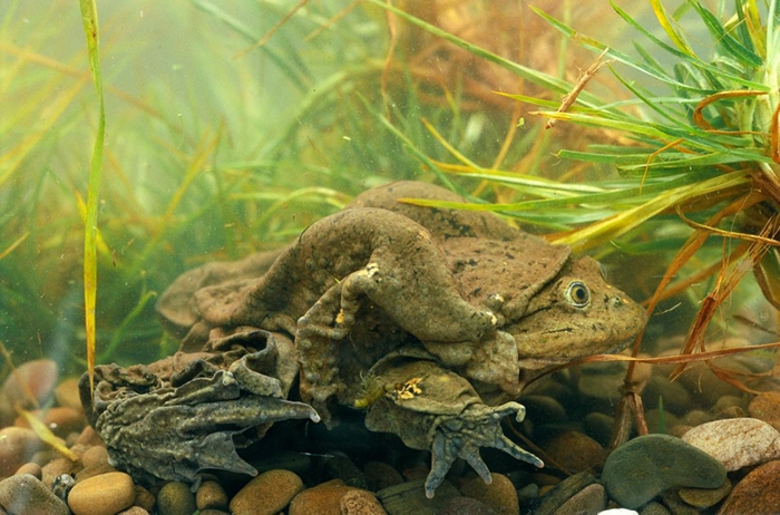的的喀喀湖蛙是该湖的一种象征，也是秘鲁人的骄傲，这就是为什么秘鲁与玻利维亚的政治人物近年来会一起合作清理这座湖。 PHOTOGRAPH BY PETE OXFO