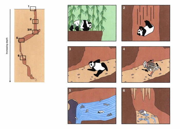 江东山大熊猫死亡与分解过程示意图（引自《Historical Biology》杂志）