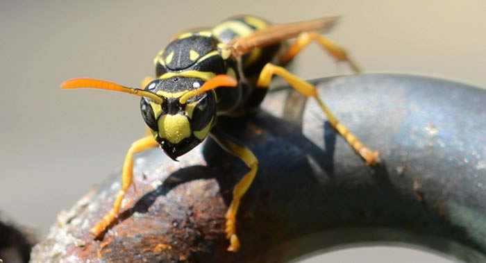 美国密歇根大学实验发现纸黄蜂能够做出简单的传递推断