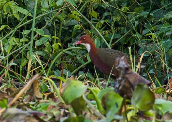 白喉秧鸡来自马达加斯加。