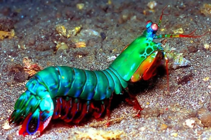 动物界的华丽杀手：雀尾螳螂虾Peacock mantis shrimp（蝉形齿指虾蛄Odontodactylus scyllarus）