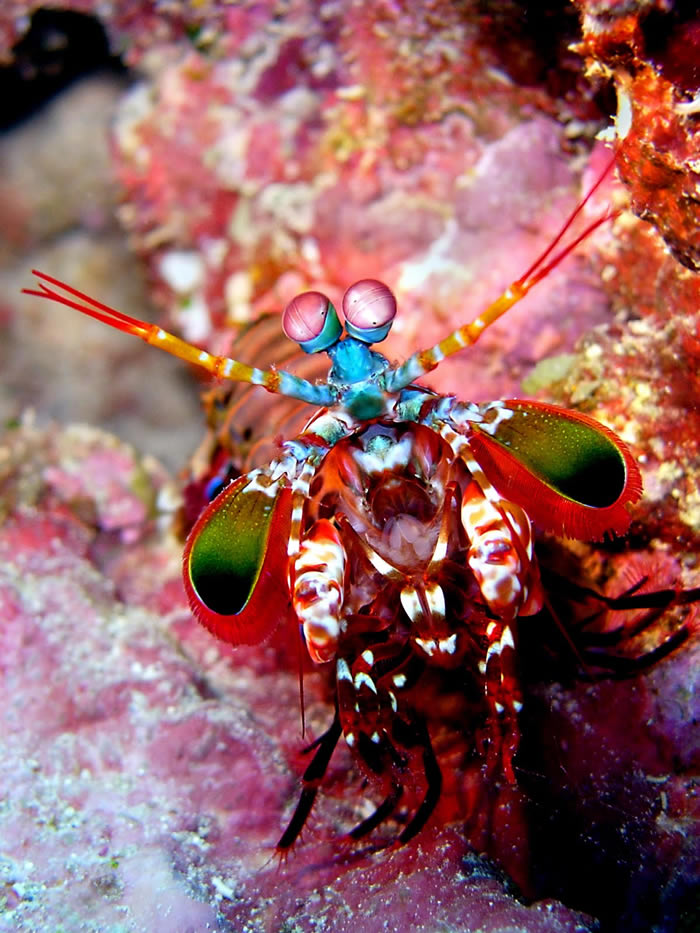 动物界的华丽杀手：雀尾螳螂虾Peacock mantis shrimp（蝉形齿指虾蛄Odontodactylus scyllarus）