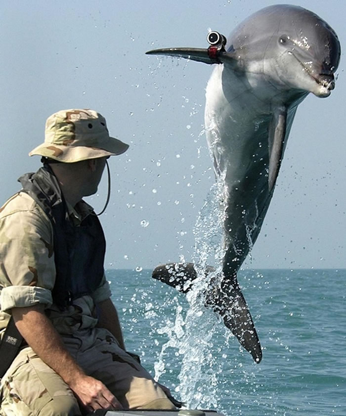 在美国海军于波斯湾的一场训练活动期间，一只名叫「阿K」（K-Dog）的瓶鼻海豚跳出水面。 PHOTOGRAPH BY PETTY OFFICER FIRST C