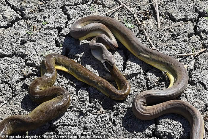 澳大利亚受惊橄榄蟒吐出另一条大小与它不相上下的游蛇