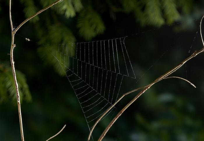 一只三角蛛属（Hyptiotes）的蜘蛛在刚结好的网上等待猎物。 PHOTOGRAPH BY STEPHEN DALTON, NATURE PICTURE LI