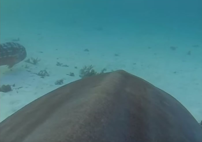 影片显示虎鲨没有试图追赶逃跑的猎物。