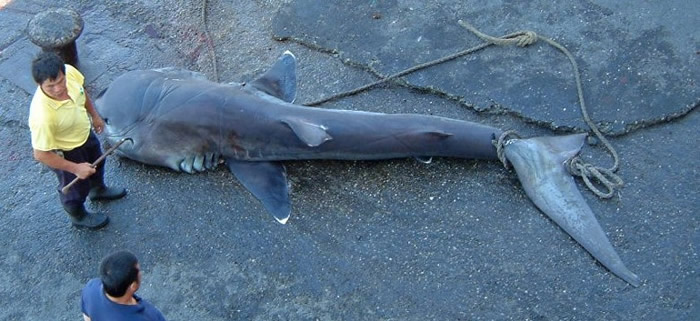 台湾捕鲨问题严重。