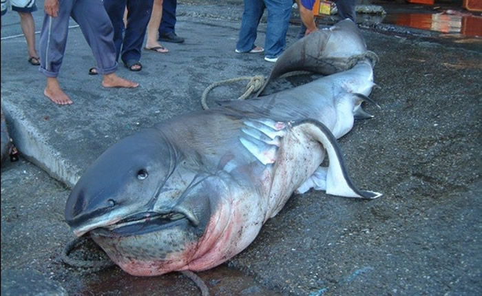 过去大量巨口鲨在台湾被捕获。