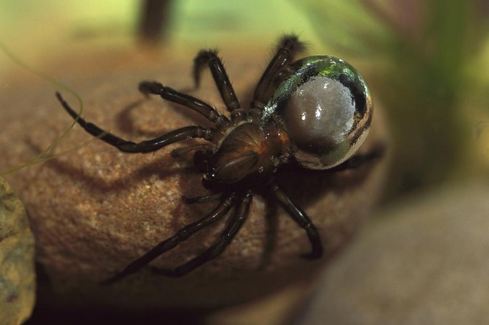 潜水钟蜘蛛（Argyroneta aquatica）在腹部携带的空气，使牠有了银白色的外观。 PHOTOGRAPH BY HEIDI AND HANS-JURG