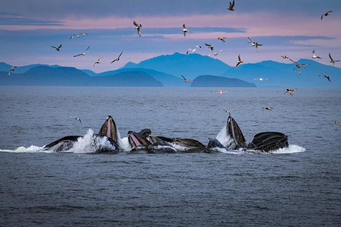 人们经常可以在阿拉斯加离岸不远的海面，观察并研究座头鲸制造气泡网的行为。 PHOTOGRAPH BY BRIAN J. SKERRY, NATIONAL GEO