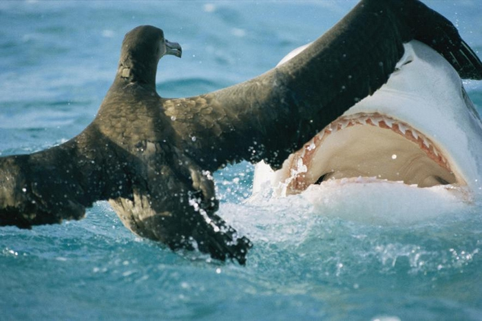 在夏威夷的法国军舰环礁（French Frigate Shoals），一头鲨鱼紧逼一只信天翁幼鸟。 PHOTOGRAPH BY BILL CURTSINGER,