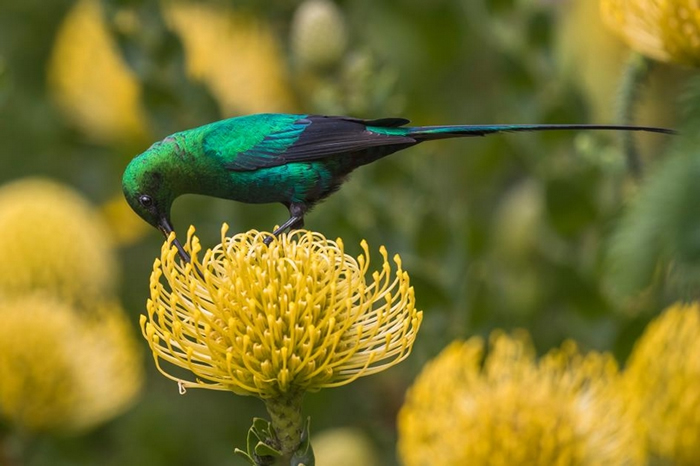 在南非开普敦市区约13公里外的科斯坦博斯国家植物园（Kirstenbosch National Botanical Garden）中，一只孔雀石色花蜜鸟（Nec