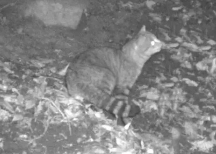 位于地中海的法属科西嘉岛深山现新物种狐猫 极度谨慎爱夜间活动