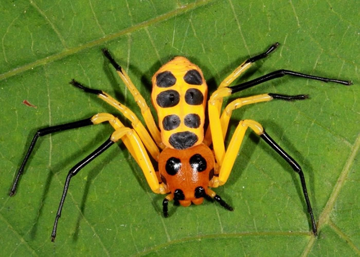 云南西双版纳热带植物园发现新品种蜘蛛——先导板蟹蛛（Platythomisus xiandao）