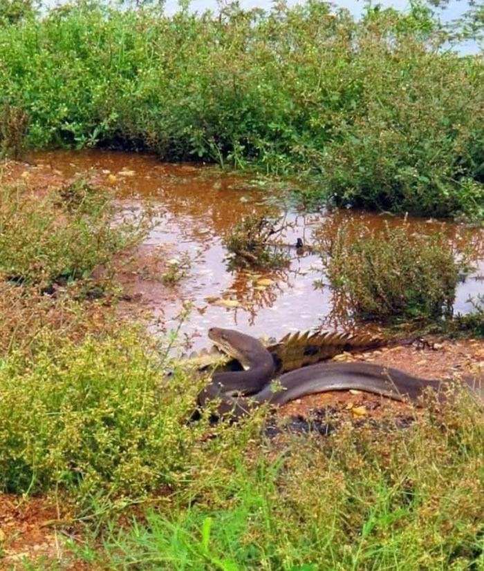 澳洲昆士兰橄榄蟒吞食淡水鳄