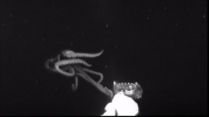 美国国家海洋及大气总署深海考察队在墨西哥湾拍摄到深海巨乌贼 半小时后竟遭雷击
